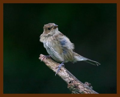 indigo bunting-young 9-2-08 4d763b.JPG