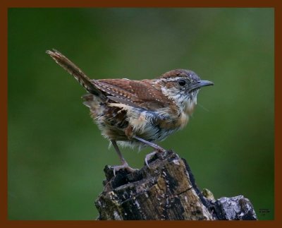 carolina wren 9-2-08 4d737b.JPG