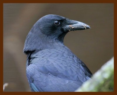 crow 12-16-08 4d781b.JPG