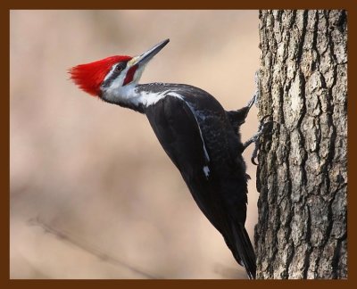 pileated woodpecker 1-17-09 4d159b.JPG