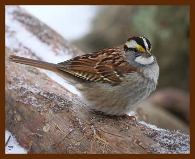 sparrow-white-throated 1-28-09 4d995b.JPG