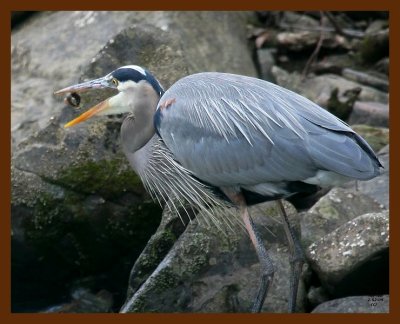 heron-great blue 2-2-09 4d940b.JPG