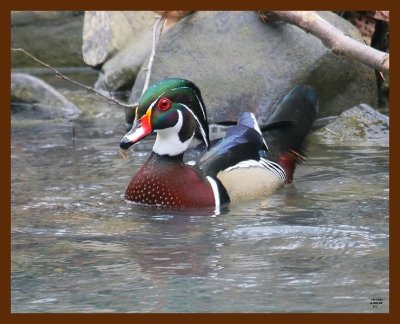 wood-duck 2-6-09 4d724b.JPG