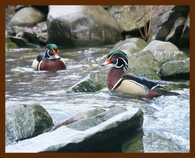 wood-ducks 2-9-09 4d063b.JPG