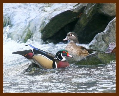 wood-ducks 2-9-09 4d083b.JPG