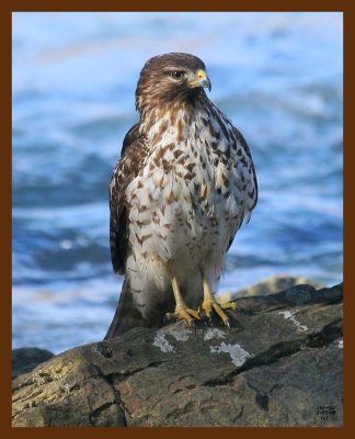 hawk-red-shouldered 2-5-09 4d238b.JPG