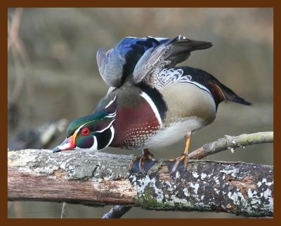 wood-duck 2-12-09 4d405b.JPG