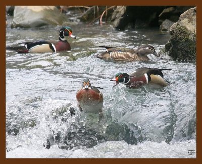 wood-ducks 2-17-09 4d908b.JPG