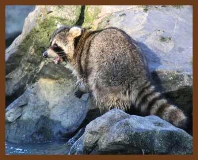 raccoon 2-22-09 4d459b.JPG