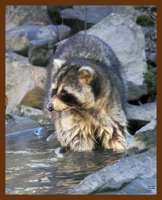 raccoon 2-22-09 4d439b.JPG