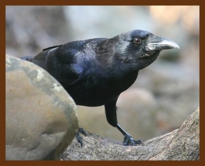 crow 2-7-09 4d872cff.JPG