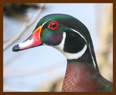 wood-duck 2-23-09 4d944b.JPG