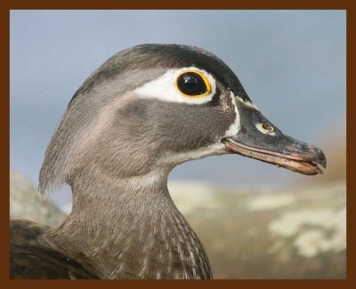 wood-duck 2-23-09 4d943b.JPG