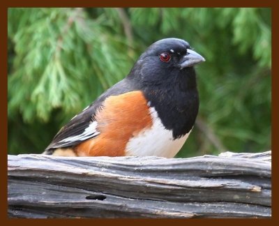 eastern towhee 3-4-09 4d081b.JPG