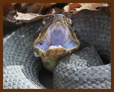 cottonmouth 3-9-09 4d502b.JPG