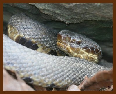 cottonmouth 3-9-09 4d485b.JPG