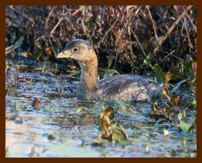 pied-billed grebe 3-18-09 4d833b.JPG