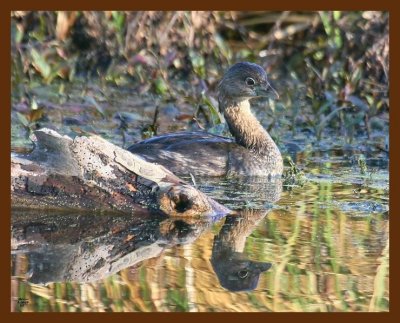 pied-billed grebe 3-18-09 4d822b.JPG