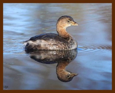 pied-billed grebe 3-18-09 4d816b.JPG