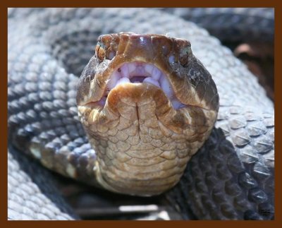 cottonmouth 3-18-09 4d042b.JPG