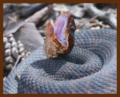 cottonmouth 3-22-09 4d837b.JPG