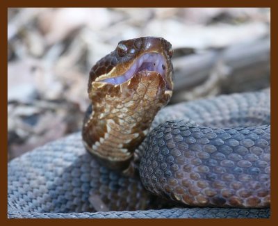 cottonmouth 3-22-09 4d848b.JPG