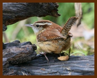 carolina wren 3-11-09 4d634b.JPG