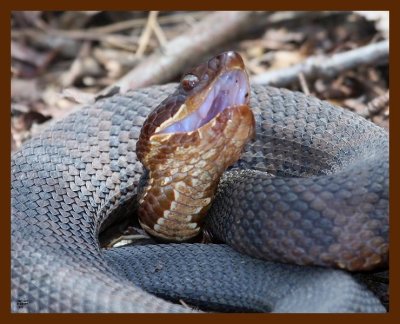 cottonmouth 3-22-09 4d838b.JPG