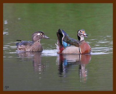 wood-ducks 4-16-09 4d916b.JPG