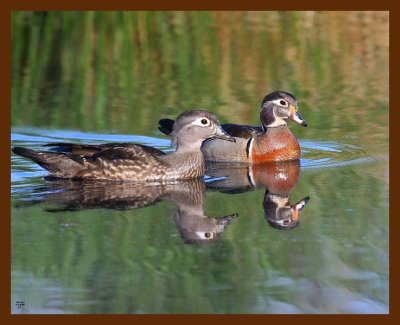 wood-ducks 4-15-09 4d699b.JPG