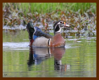 wood-duck 4-16-09 4d914b.JPG