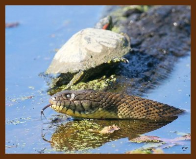 watersnake-diamond-back 4-1-09 4d376b.JPG