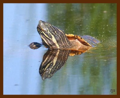 turtle-cooter 4-14-09 4d625b.JPG