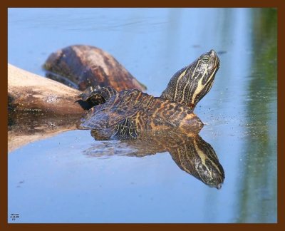 turtle-cooter 4-14-09 4d628b.JPG