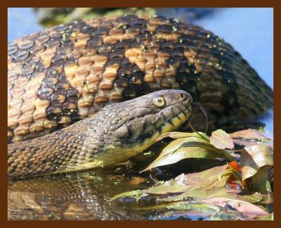 watersnake-diamond-back 4-1-09 4d390b.JPG