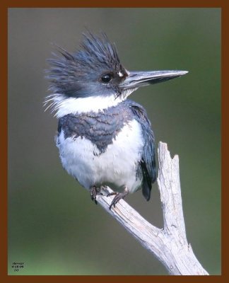 belted-kingfisher 4-16-09 4d881b.JPG