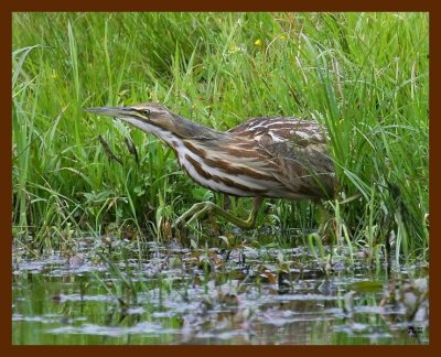 american bittern 4-17-09 4d200b.JPG