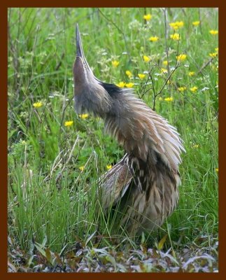 american bittern 4-17-09 4d254b.JPG