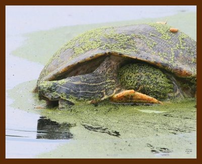 turtle-cooter 4-26-09 4d960b.JPG