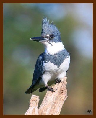belted-kingfisher 4-14-09 4d610b.JPG