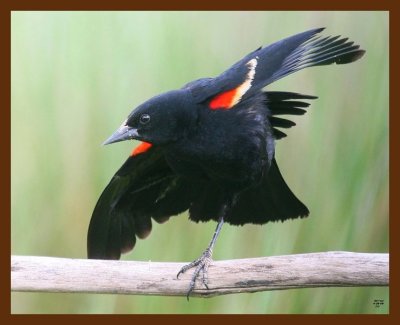 red-winged blackbird 4-26-09 4d842b.JPG