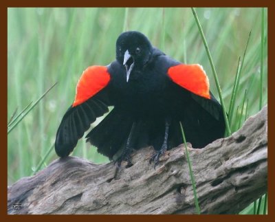 red-winged blackbird 4-30-09 4d055b.JPG