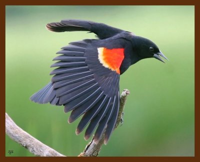 red-winged blackbird 4-30-09 4d155b.JPG