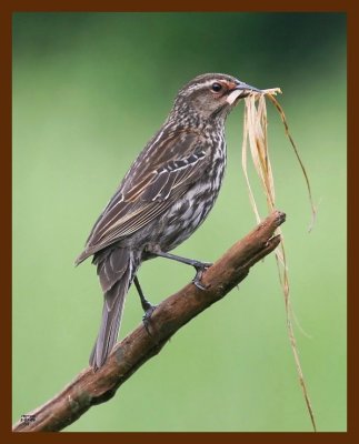 red-winged blackbird 5-7-09 4d683b.JPG