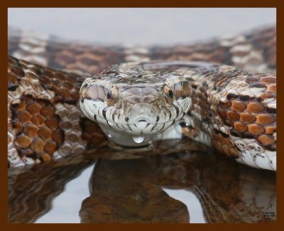 ratsnake-great-plains 5-1-09 4d522b.JPG