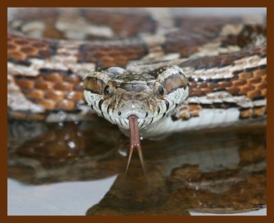 ratsnake-great-plains 5-1-09 4d549b.JPG