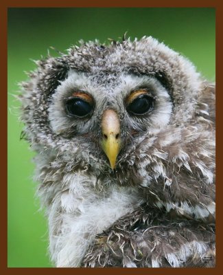 barred owl-young 5-12-09 4d682b.JPG