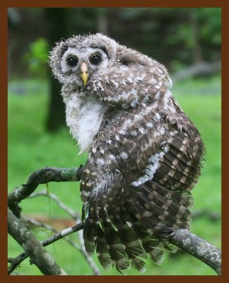 barred owl-young 5-12-09 4d678b.JPG