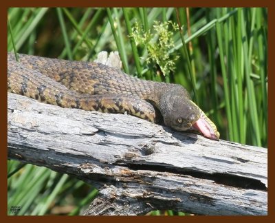 watersnake-diamond-back 5-15-09 4d963b.JPG