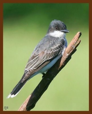 eastern kingbird 5-17-09 4d253b.JPG